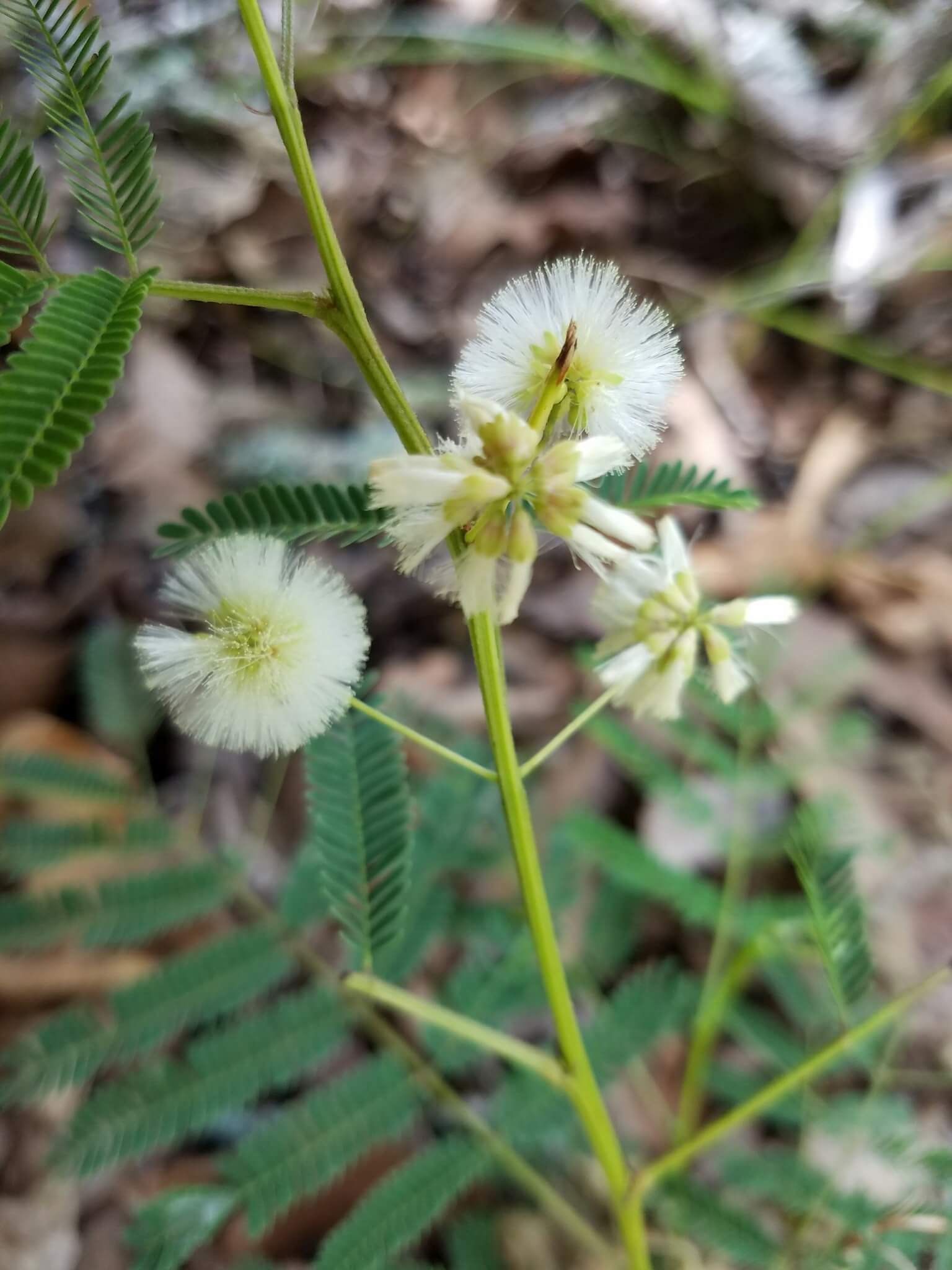 Acaciella angustissima